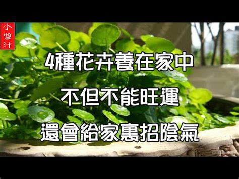 七葉蓮風水|【七葉蓮】神奇七葉蓮：既是觀賞植物又是藥用寶庫！。